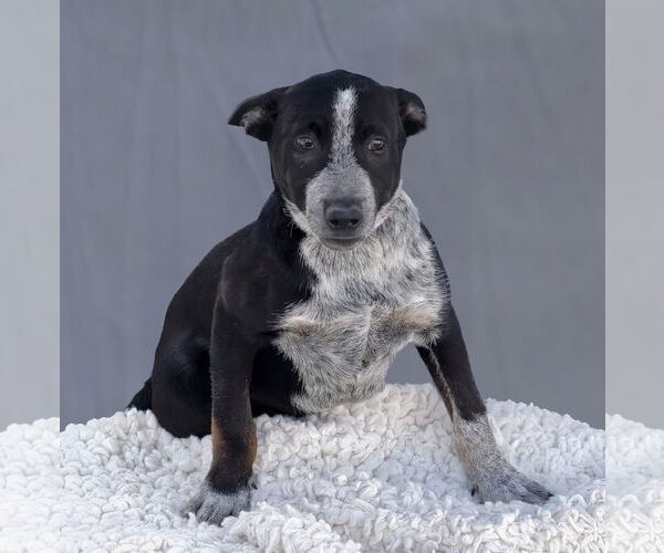 Medium Photo #2 Mutt Puppy For Sale in Pasadena, CA, USA