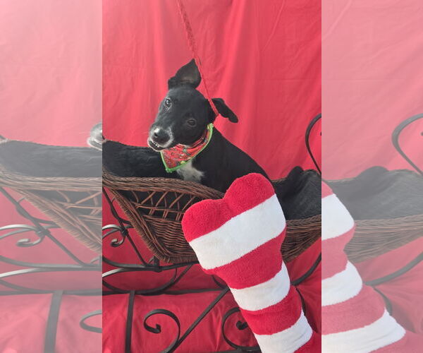 Medium Photo #2 Chihuahua-Unknown Mix Puppy For Sale in Missouri City, TX, USA