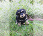 Small #2 Bernedoodle (Miniature)