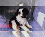 Small Photo #3 Aussiedoodle Miniature  Puppy For Sale in DURHAM, CT, USA