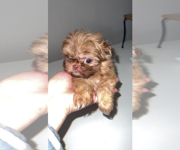 Medium Photo #4 Shih Tzu Puppy For Sale in TULARE, CA, USA