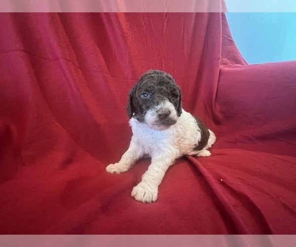 Medium Photo #1 Labradoodle Puppy For Sale in CROCKETT, TX, USA