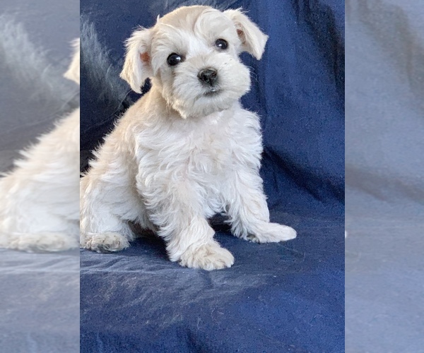 Medium Photo #4 Schnauzer (Miniature) Puppy For Sale in FOWLER, CO, USA
