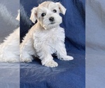 Small Photo #4 Schnauzer (Miniature) Puppy For Sale in FOWLER, CO, USA