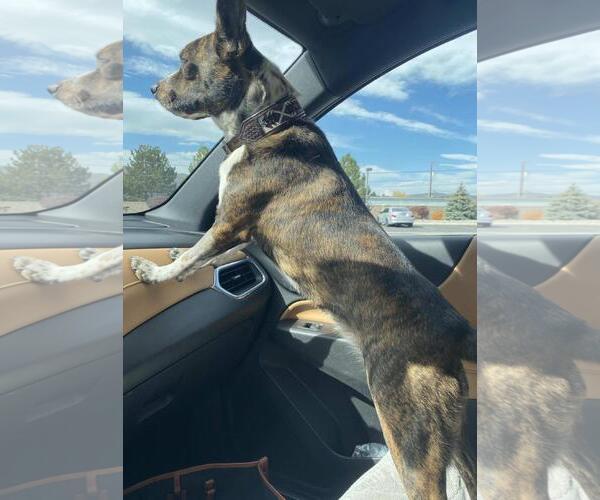 Medium Photo #2 Boston Terrier-Unknown Mix Puppy For Sale in Incline Village, NV, USA