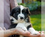 Small #2 Miniature Australian Shepherd