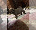 Small Photo #18 Pug Puppy For Sale in BLOOMINGTON, IL, USA