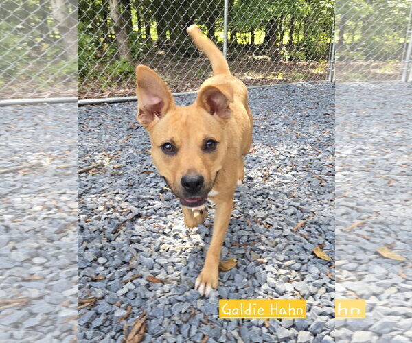 Medium Photo #1 American Pit Bull Terrier-Carolina Dog Mix Puppy For Sale in Albemarle, NC, USA