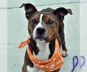 Mutt Dogs for adoption in Tulsa, OK, USA