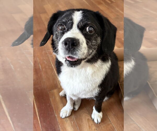 Medium Photo #1 Beagle-Border Collie Mix Puppy For Sale in Cuyahoga Falls , OH, USA