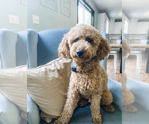 Goldendoodle (Miniature) Puppy for sale in MILLERSBURG, OH, USA