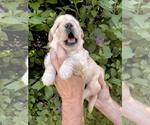 Small #1 Golden Retriever