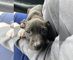 Small #1 Australian Shepherd-Staffordshire Bull Terrier Mix