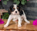 Small #9 Cavalier King Charles Spaniel