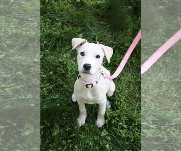 Medium Photo #1 Catahoula Leopard Dog-Unknown Mix Puppy For Sale in Oakhurst, NJ, USA