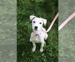 Small Photo #1 Catahoula Leopard Dog-Unknown Mix Puppy For Sale in Oakhurst, NJ, USA