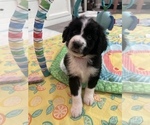 Puppy Red boy Bernedoodle