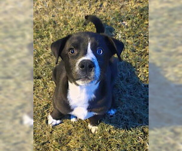 Medium Photo #1 American Pit Bull Terrier-Border Collie Mix Puppy For Sale in Oakhurst, NJ, USA