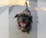 Small #1 Lhasa Apso Mix