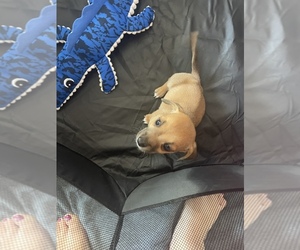 Chihuahua Puppy for sale in SAN MARCOS, CA, USA