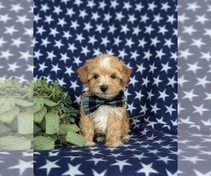 Maltipoo Puppy for sale in LEOLA, PA, USA