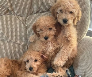 Goldendoodle (Miniature) Puppy for sale in LOWGAP, NC, USA
