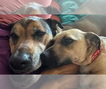 Small #2 Dachshund Mix