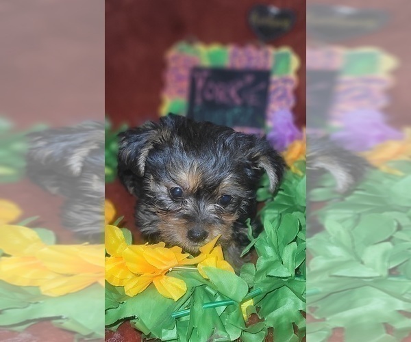 Medium Photo #83 Yorkshire Terrier Puppy For Sale in AKRON, OH, USA