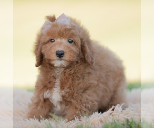 Medium Photo #1 Goldendoodle (Miniature) Puppy For Sale in WARSAW, IN, USA