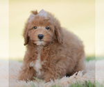 Puppy Teddy bear Goldendoodle (Miniature)