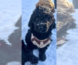 Cocker Spaniel-Goldendoodle Mix Puppy for sale in BUFFALO, NY, USA