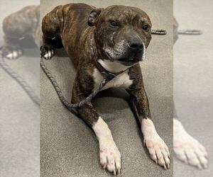 Mutt Dogs for adoption in Forestville, MD, USA