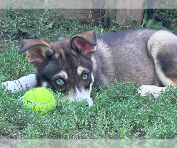 Medium Photo #2 Mutt Puppy For Sale in Brooklyn Center, MN, USA