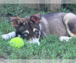 Small #1 Mutt