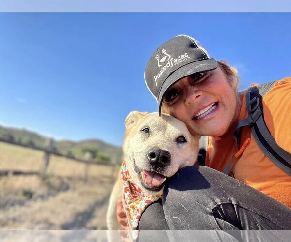 Medium Photo #5 Labrador Retriever-Unknown Mix Puppy For Sale in  Ramona, CA, USA