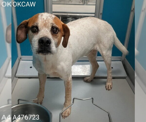 Medium Photo #1 Boxer-Unknown Mix Puppy For Sale in Oklahoma City, OK, USA