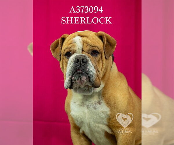 Medium Photo #1 American Bulldog Puppy For Sale in Stockton, CA, USA