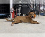 Small #1 American Pit Bull Terrier-Labrador Retriever Mix