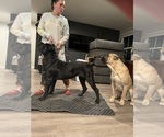 Small Photo #1 Cane Corso Puppy For Sale in RUCKERSVILLE, VA, USA