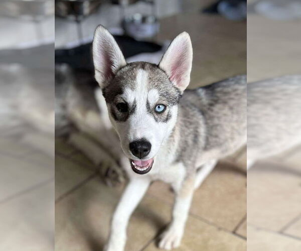 Medium Photo #1 Siberian Husky Puppy For Sale in Matawan, NJ, USA