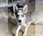 Small Siberian Husky