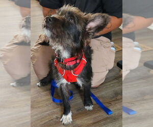 Mutt Dogs for adoption in Fairfax, VA, USA