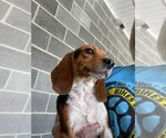 Small Photo #2 Beagle Puppy For Sale in Earl, NC, USA