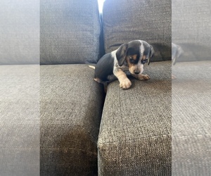 Beagle Puppy for sale in LAFAYETTE, IN, USA
