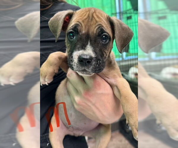 Medium Photo #1 Boxer-Unknown Mix Puppy For Sale in SHERBURNE, NY, USA