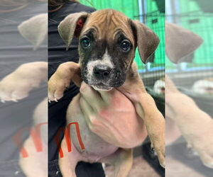 Boxer-Unknown Mix Dogs for adoption in SHERBURNE, NY, USA