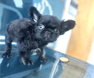 French Bulldog Puppy for sale in MINNEAPOLIS, MN, USA