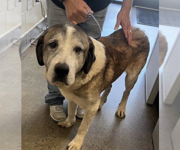 Medium Photo #1 Anatolian Shepherd-Saint Bernard Mix Puppy For Sale in Jackson, CA, USA
