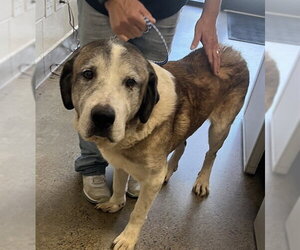 Anatolian Shepherd-Saint Bernard Mix Dogs for adoption in Jackson, CA, USA