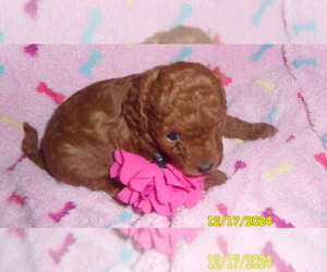 Poodle (Toy) Puppy for sale in DULUTH, GA, USA